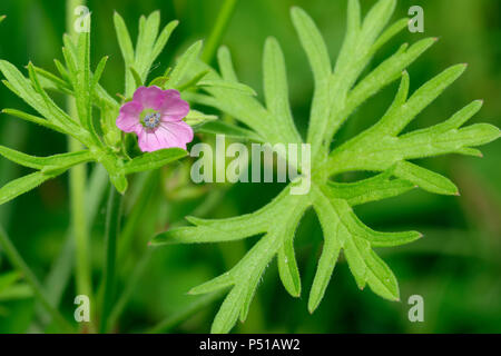 Cut-leaved Crane's-bill - Geranium dissectum Blüte & Blatt Stockfoto