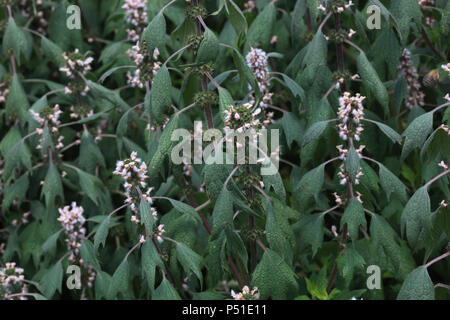 Leonurus cardiaca, bekannt als Motherwort, ist eine krautige, mehrjährige Pflanze Heilpflanze Stockfoto
