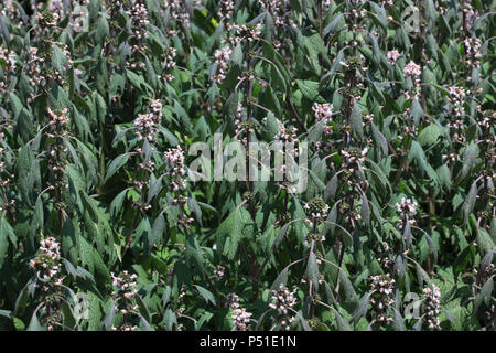 Leonurus cardiaca, bekannt als Motherwort, ist eine krautige, mehrjährige Pflanze Heilpflanze Stockfoto