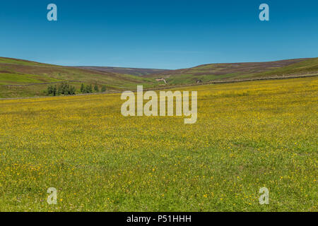 North Pennines AONB Landschaft, blühende Heu Wiese an der großen Eggleshope, Teesdale bei Sonnenschein und strahlend blauem Himmel Stockfoto