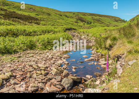 North Pennines AONB Landschaft, ein einsamer Fingerhut Digitalis purpurea wächst an der Seite des großen Eggleshope Beck Stockfoto