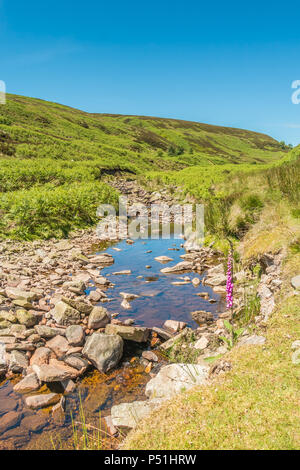 North Pennines AONB Landschaft, ein einsamer Fingerhut Digitalis purpurea wächst an der Seite des großen Eggleshope Beck mit Kopie Raum Stockfoto