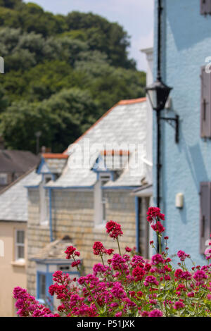 Heißer Sommer Sonne auf dem alten Fischerdorf Cawsand und ziemlich colouful Blumen im Vordergrund Wissen als rosa blühenden Baldrian oder Centranthus Stockfoto