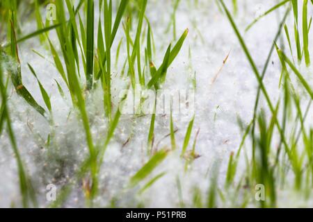 Kleine und grünes Gras ist eingehüllt in warme Pappel Flaum. Er bedeckte den Boden wie eine Decke und einen Haufen versammelt Neben der Pflanzen. Stockfoto