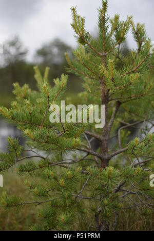 Saint Anne See Stockfoto