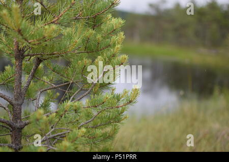 Saint Anne See Stockfoto