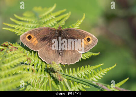 Wiese Braun butterfly (Pyrausta aurata) mit offenen Flügeln und Adlerfarn thront. Tipperary, Irland Stockfoto