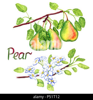 Pear-Zweig mit Blüten und Früchten, isolierte Handgemalten Aquarell Abbildung Stockfoto