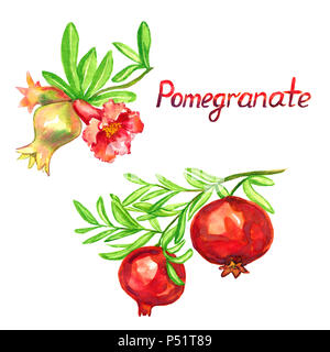 Granatapfel Zweig mit Blüten und Früchten, isolierte Handgemalten Aquarell Abbildung Stockfoto