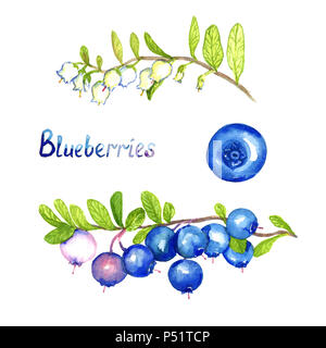 Heidelbeeren Zweig mit Blüten und Beeren, isolierte Gruppe Handgemalten Aquarell Abbildung Stockfoto