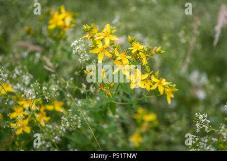 Bernstein - Echtes Johanniskraut - Hypericum perforatum Stockfoto