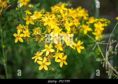 Bernstein - Echtes Johanniskraut - Hypericum perforatum Stockfoto