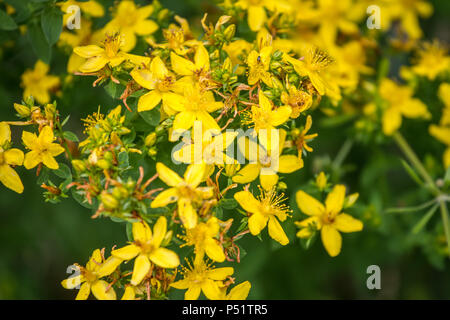 Bernstein - Echtes Johanniskraut - Hypericum perforatum Stockfoto