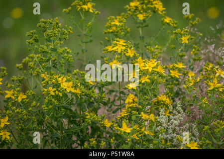 Bernstein - Echtes Johanniskraut - Hypericum perforatum Stockfoto