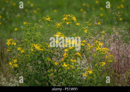 Bernstein - Echtes Johanniskraut - Hypericum perforatum Stockfoto