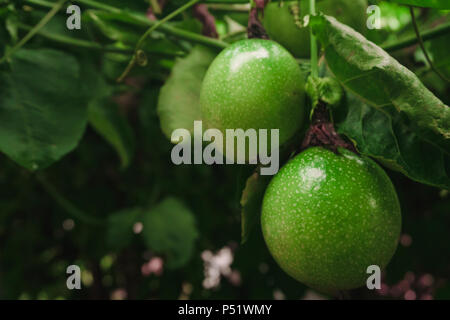 Passionsfrucht auf frisches Grün aus der Frucht ist noch nicht fertig gekocht Stockfoto