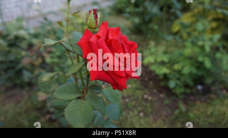 Schöne rote Rose auf dem Bett neben dem Haus Stockfoto