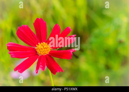 Schöne Rot Lila Kosmos Blume in der grüne Hintergrund Stockfoto