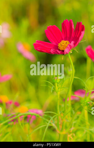 Schöne Rot Lila Kosmos Blume in der grüne Hintergrund Stockfoto