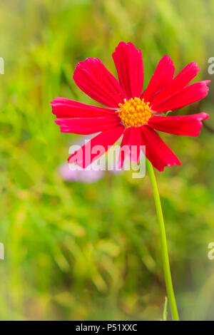 Schöne Rot Lila Kosmos Blume in der grüne Hintergrund Stockfoto