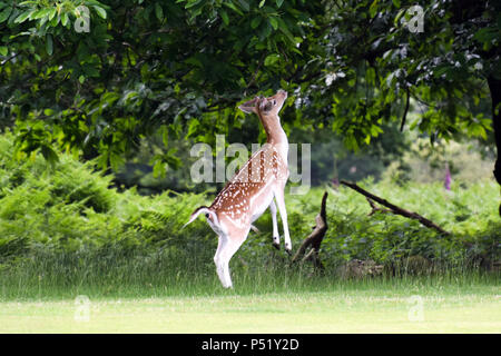 Hirsche in der knole Park, Sevenoaks Stockfoto