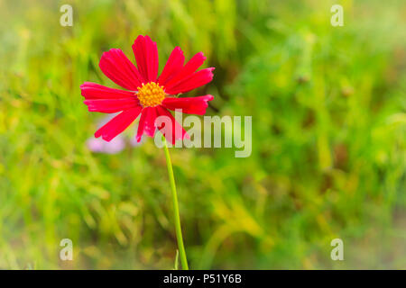 Schöne Rot Lila Kosmos Blume in der grüne Hintergrund Stockfoto