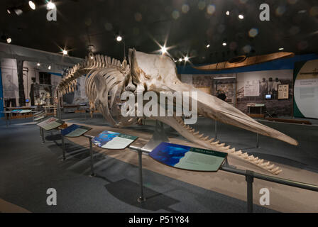 Skelett der Pottwal (Physeter macrocephalus) in New Bedford Whaling Museum, New Bedford, Bristol County, Massachusetts, USA Stockfoto