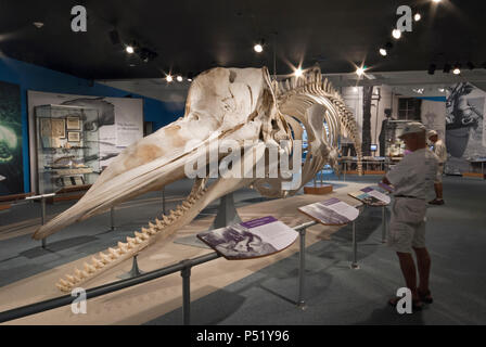 Skelett der Pottwal (Physeter macrocephalus) in New Bedford Whaling Museum, New Bedford, Bristol County, Massachusetts, USA Stockfoto