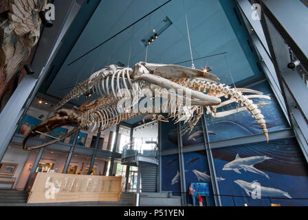 Skelette von Blauwal (Balaenoptera musculus) in New Bedford Whaling Museum, New Bedford, Bristol County, Massachusetts, USA Stockfoto