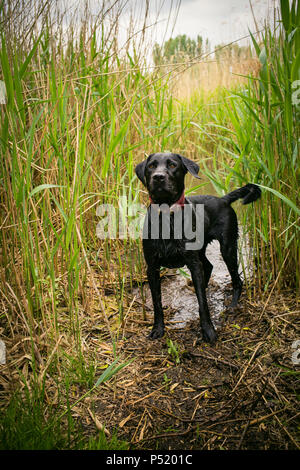 Berlin, Deutschland - schwarzer Labrador steht zwischen Schilf am Ufer eines Sees Stockfoto