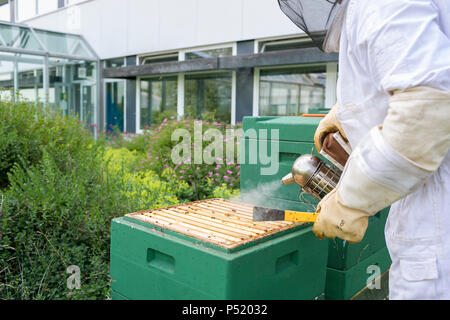 Kiel, Deutschland - Waben mit Bienen Stockfoto