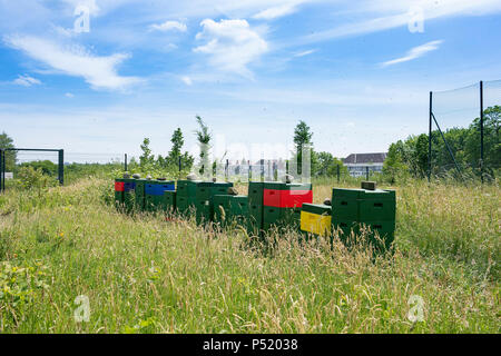 Kiel, Deutschland - Bienenstock am Stadtrand Stockfoto