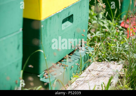 Kiel, Deutschland - Bienenstock mit Bienen Stockfoto