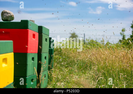 Kiel, Deutschland - Bienenstock mit Bienen Stockfoto