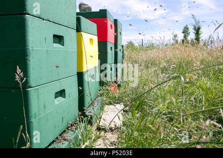 Kiel, Deutschland - Bienenstock mit Bienen Stockfoto