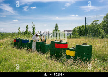 Kiel, Deutschland - imker prüft ein Bienenstock Stockfoto