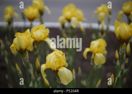 Schöne Blumen der gelbe Iris pseudacorus closeup Stockfoto