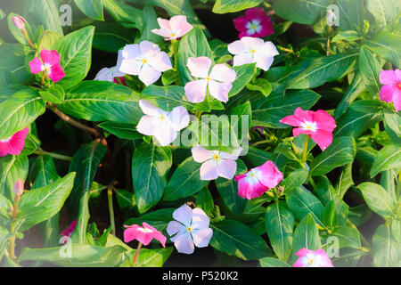 Weiß Catharanthus roseus (gemeinhin als Madagascar periwinkle, rosige immergrün oder teresita bekannt) - eine Art der Pflanze in der dogbane fam Stockfoto