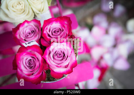 Rosa Blüten und Blütenblättern Stockfoto