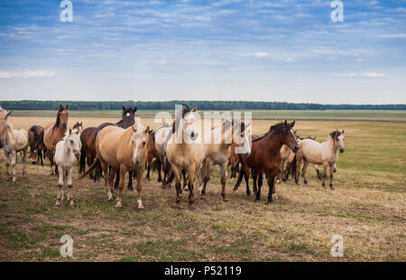 Eine Herde von Pferden auf der Weide Stockfoto