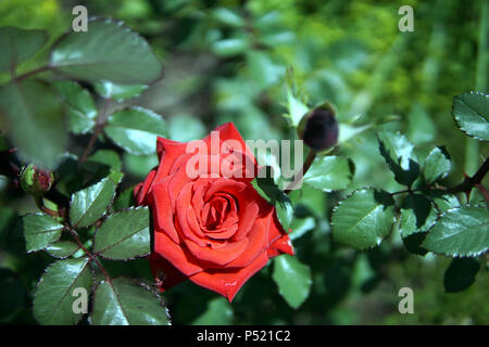 Schöne rote Rose auf dem Bett neben dem Haus Stockfoto