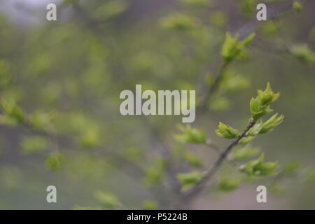 Junge Triebe von den Knospen an einem Baum im Frühling, Nahaufnahme Stockfoto