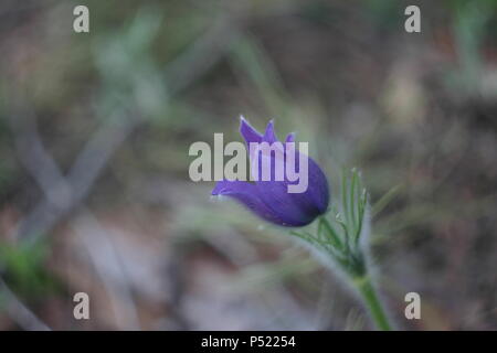 Lila snowdrop Anemone patens oder Pulsat lla Blasenmützenmoos closeup auf verschwommenes grün Gras Hintergrund im Frühjahr Wald Stockfoto