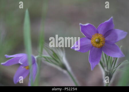 Lila snowdrop Anemone patens oder Pulsat lla Blasenmützenmoos closeup auf verschwommenes grün Gras Hintergrund im Frühjahr Wald Stockfoto