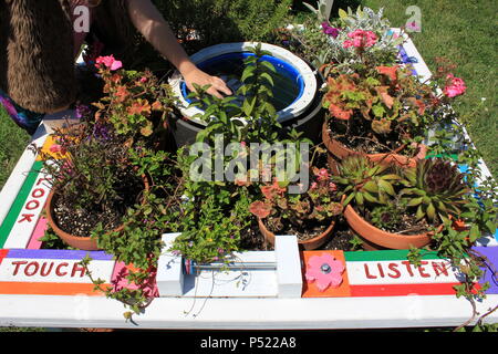 Gemeinschaftsgarten voller Gartenmöglichkeiten und selbst gezüchteten Pflanzen. Stockfoto