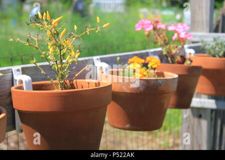 Gemeinschaftsgarten voller Gartenmöglichkeiten und selbst gezüchteten Pflanzen. Stockfoto