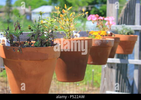 Gemeinschaftsgarten voller Gartenmöglichkeiten und selbst gezüchteten Pflanzen. Stockfoto