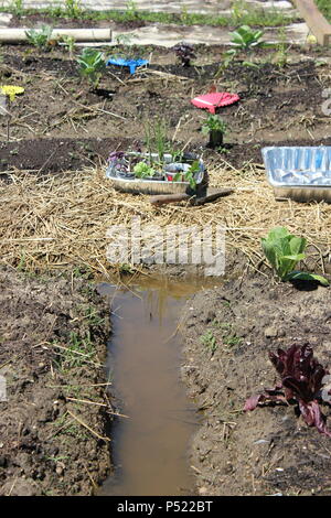 Gemeinschaftsgarten voller Gartenmöglichkeiten und selbst gezüchteten Pflanzen. Stockfoto