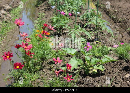 Gemeinschaftsgarten voller Gartenmöglichkeiten und selbst gezüchteten Pflanzen. Stockfoto