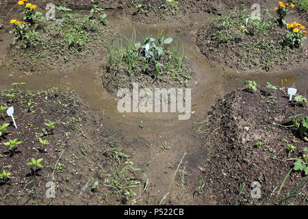 Gemeinschaftsgarten voller Gartenmöglichkeiten und selbst gezüchteten Pflanzen. Stockfoto